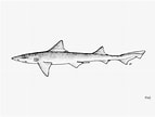 Image result for "mustelus Manazo". Size: 143 x 108. Source: shark-references.com