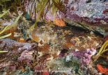 Image result for "sutorectus Tentaculatus". Size: 155 x 108. Source: www.sharksandrays.com