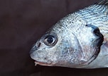 Image result for "umbrina Cirrosa". Size: 152 x 108. Source: pecesmediterraneo.com