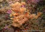 Image result for "hemimycale Columella". Size: 150 x 108. Source: european-marine-life.org