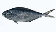 Image result for Coryphaena equiselis Feiten. Size: 192 x 108. Source: fishesofaustralia.net.au