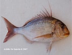 Image result for Pagrus caeruleostictus. Size: 142 x 108. Source: www.fishbase.org