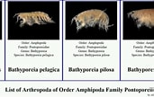 Afbeeldingsresultaten voor Bathyporeia pilosa. Grootte: 171 x 108. Bron: www.youtube.com