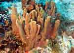 Image result for "topsentia Ophiraphidites". Size: 144 x 108. Source: reefguide.org