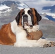 Image result for St. Bernard Dog Breed Lifespan. Size: 110 x 108. Source: animalcorner.org