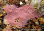 Afbeeldingsresultaten voor "aplysilla Rosea". Grootte: 150 x 108. Bron: www.european-marine-life.org