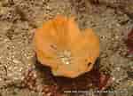 Image result for "phakellia Ventilabrum". Size: 150 x 108. Source: www.mer-littoral.org