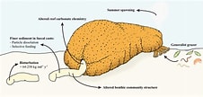 Image result for Stichopus horrens Anatomie. Size: 226 x 108. Source: www.researchgate.net