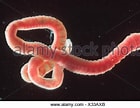 Image result for "heteromastus Filiformis". Size: 140 x 108. Source: www.alamy.com