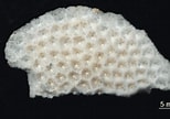 Image result for Pseudosiderastrea. Size: 154 x 108. Source: marinebiodiversity.org.bd