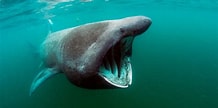 Image result for Biggest Ocean Animal. Size: 218 x 108. Source: animalia-life.club