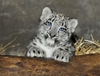 Résultat d’image pour Snow Leopard Cubs. Taille: 142 x 108. Source: www.huffingtonpost.com
