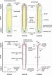 Afbeeldingsresultaten voor Chaetoderma Anatomie. Grootte: 76 x 108. Bron: www.researchgate.net