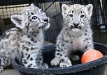 Résultat d’image pour Snow Leopard Cubs. Taille: 153 x 108. Source: www.yahoo.com
