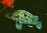 Image result for Sebastes auriculatus. Size: 153 x 108. Source: www.fishbase.se