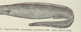 Image result for Simenchelys parasitica. Size: 272 x 108. Source: picryl.com