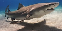 Afbeeldingsresultaten voor Lemon Shark Size. Grootte: 216 x 108. Bron: en.wikipedia.org