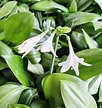 Afbeeldingsresultaten voor "conchoecia Subedentata". Grootte: 102 x 108. Bron: plantsmith.net.au