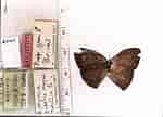 Image result for "paramisophria Giselae". Size: 150 x 108. Source: www.butterfliesofamerica.com