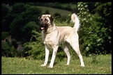 Bilderesultat for Anatolsk Gjeterhund. Størrelse: 162 x 108. Kilde: www.rasehund.no