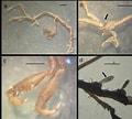 Image result for "caprella Macho". Size: 120 x 108. Source: www.researchgate.net