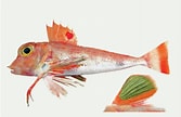 Image result for Lepidotrigla. Size: 167 x 108. Source: fishesofaustralia.net.au