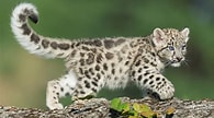 Résultat d’image pour Newborn Baby Snow leopard. Taille: 195 x 108. Source: www.wtsp.com