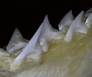 Image result for "hemipristis Elongatus". Size: 130 x 108. Source: phatfossils.com