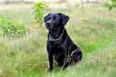 Image result for Labrador Retriever størrelse. Size: 163 x 108. Source: blog.dogley.com