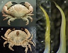Image result for Leptodius sanguineus. Size: 137 x 108. Source: www.researchgate.net