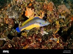 Image result for Labrus mixtus. Size: 146 x 108. Source: www.alamy.com