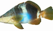 Image result for Painted Comber Reproduction. Size: 186 x 108. Source: www.mrgoodfish.com
