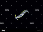 Afbeeldingsresultaten voor Cephalopyge. Grootte: 146 x 108. Bron: www.alamy.com