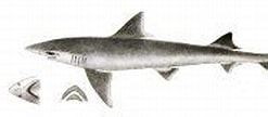 Image result for "mustelus Manazo". Size: 247 x 81. Source: www.sharkwater.com