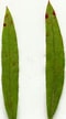 Image result for "folia Gracilis". Size: 60 x 108. Source: www.missouriplants.com