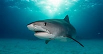 Afbeeldingsresultaten voor haai Vleesetende. Grootte: 207 x 108. Bron: www.kijkmagazine.nl