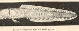 Image result for Caragobius urolepis. Size: 268 x 108. Source: fishbiosystem.ru