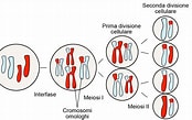Image result for meiosi cromosomi SESSUALI. Size: 174 x 109. Source: askabiologist.asu.edu