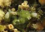 Afbeeldingsresultaten voor "hymedesmia Pilata". Grootte: 150 x 109. Bron: doris.ffessm.fr