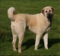Bilderesultat for Anatolsk Gjeterhund. Størrelse: 117 x 109. Kilde: www.rasehund.no