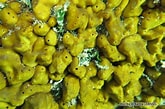 Image result for "chondrilla Nucula". Size: 165 x 109. Source: bioobs.fr