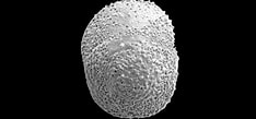 Image result for "globorotalia Hirsuta". Size: 234 x 109. Source: www.mikrotax.org