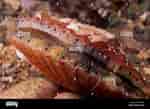 Image result for "chlamys Varia". Size: 150 x 109. Source: www.alamy.com