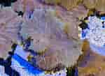 Afbeeldingsresultaten voor Cabbage Leather Coral. Grootte: 150 x 109. Bron: reeffarm.com