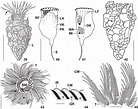 Afbeeldingsresultaten voor "Tintinnopsis Parvula". Grootte: 138 x 109. Bron: www.researchgate.net