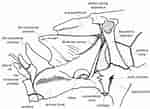 Image result for Arcida Anatomie. Size: 150 x 109. Source: www.researchgate.net