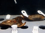 Image result for Shark Eggs. Size: 151 x 109. Source: tnaqua.org