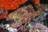 Image result for "scyllarides Astori". Size: 164 x 109. Source: reeflifesurvey.com