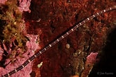 Afbeeldingsresultaten voor Tubulanus sexlineatus. Grootte: 165 x 109. Bron: jimauzinsphoto.ca