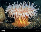 Image result for Urticina anemone. Size: 138 x 109. Source: www.alamy.com